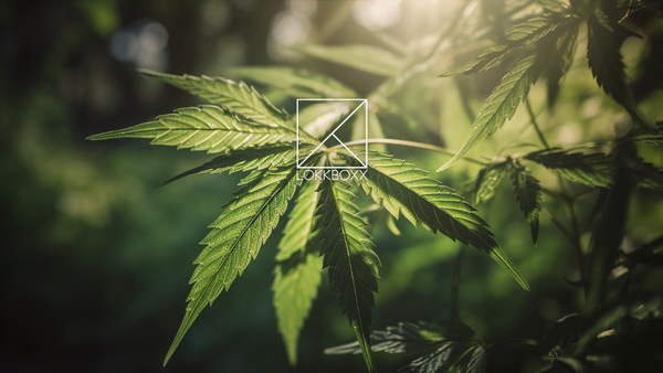 Cannabis Leaf