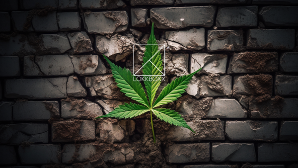 Cannabis leaf break through wall