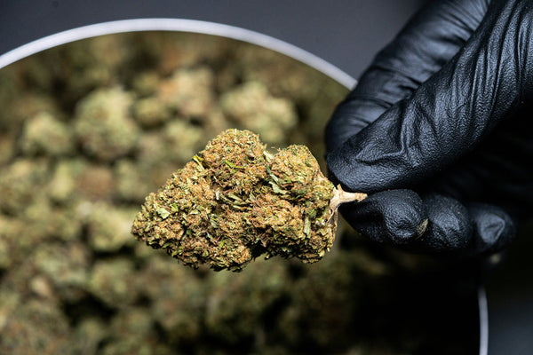 How to Choose the Right CBD Oil: A Beginner's Guide for UK Customers