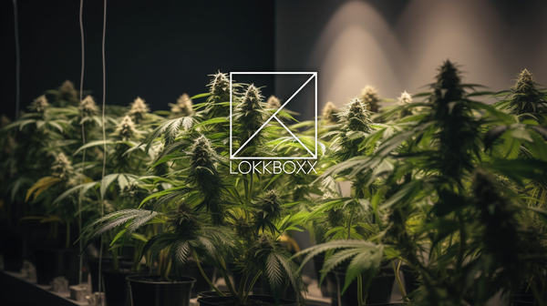 Humidity for Cannabis Storage